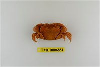 藏品(平背蜞)的圖片